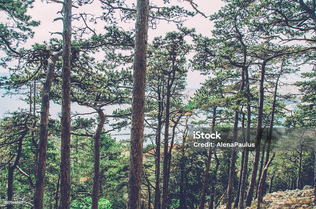 Pine tree forest by the Adriatic sea Pine tree forest by the Adriatic sea in Croatia, Island Krk, The Mediterranean. Adriatic Sea Stock Photo