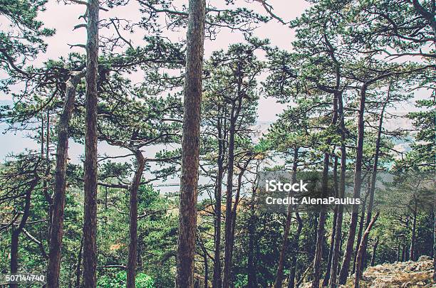 Pine Tree Forest By The Adriatic Sea Stock Photo - Download Image Now - Adriatic Sea, Brown, Croatia