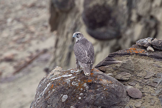 istock The young merlin sitting on a rock. 507147016