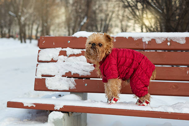 istock Dog walks in the winter 507147578