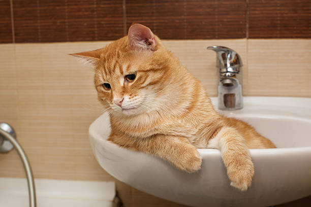 istock Big ginger cat g in  sink 507147718