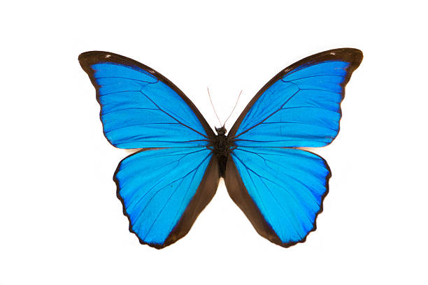 istock Beautiful blue butterfly, morpho didius, on isolated white background 507147812
