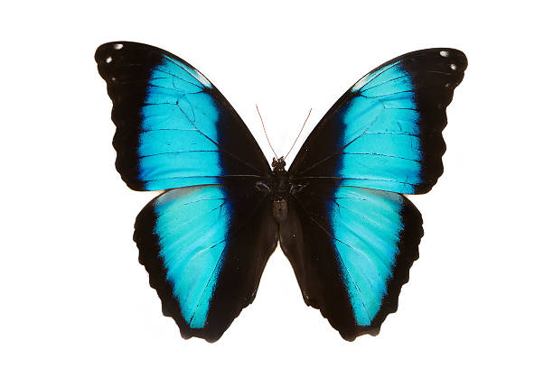 istock butterfly Morpho deidamia  isolated on white background 507147894