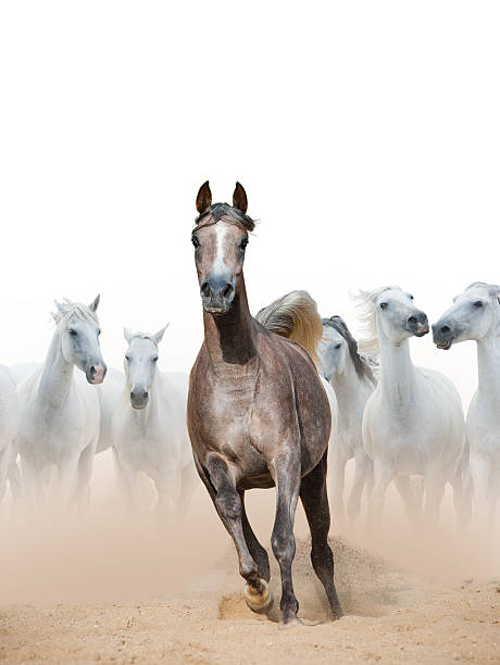 istock Arabian horse mare and white horses herd 507148604