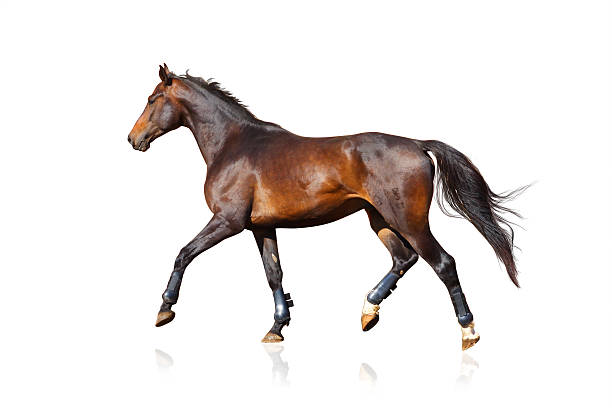 istock sportive horse isolated over a white 507148714
