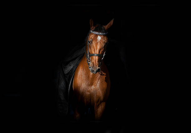 horse and rider in darkness