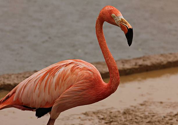 group of chilean flamingos standing in salt lake in Atacama desert in chile