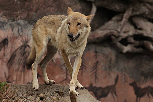 istock animals, Moscow, Russia 507149816