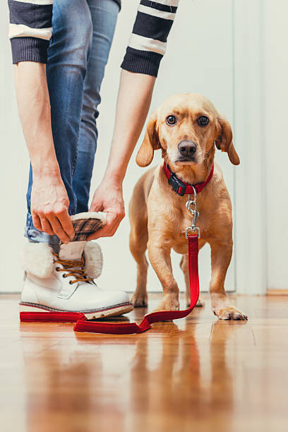 istock Woman Taking Dog For Walk 507150112