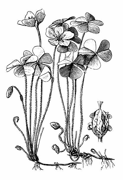 Oxalis corniculata (creeping woodsorrel, sleeping beauty) Antique illustration of Oxalis corniculata (creeping woodsorrel, procumbent yellow-sorrel or sleeping beauty) oxalis acetosella flowers stock illustrations