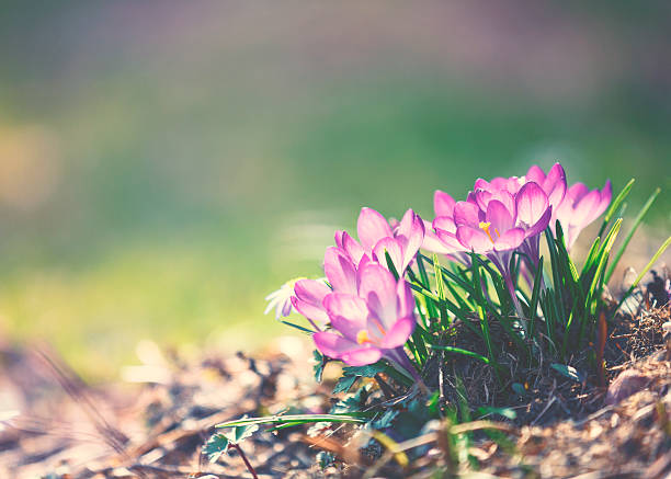 croco flores de primavera - single flower flower crocus spring imagens e fotografias de stock