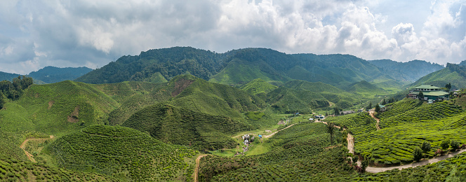 A Tea Plantation In The Cameron Highlands In Malaysia