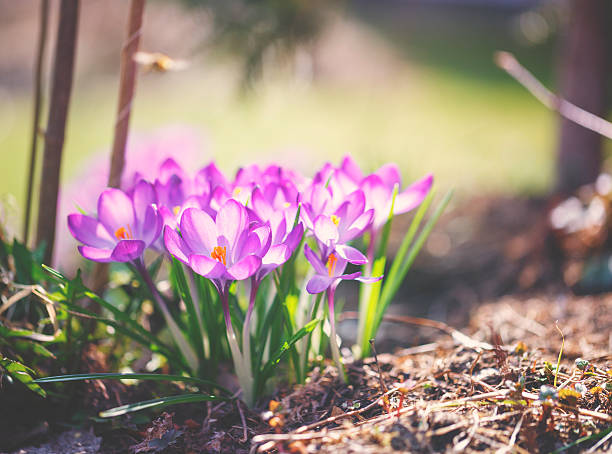 crocus flores na primavera - single flower flower crocus spring - fotografias e filmes do acervo