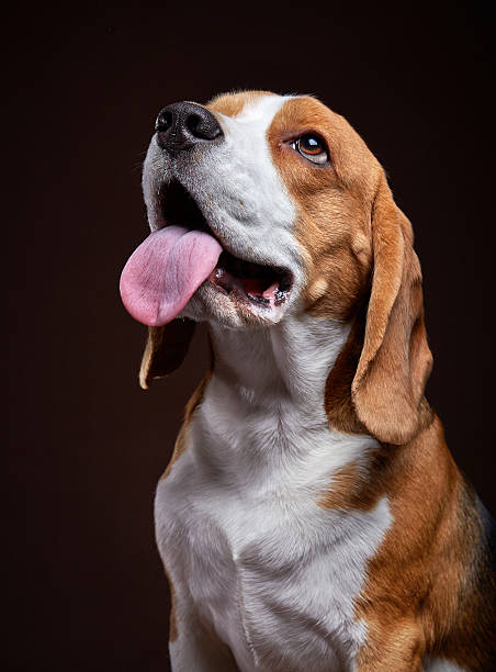 istock Portrait of young beagle dog 507154282