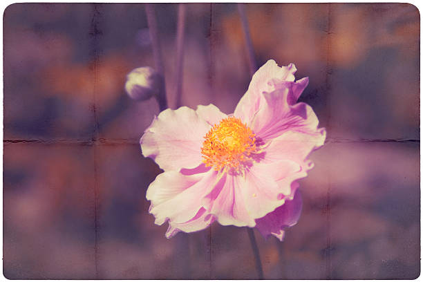 istock pink garden flower background on paper 507154294