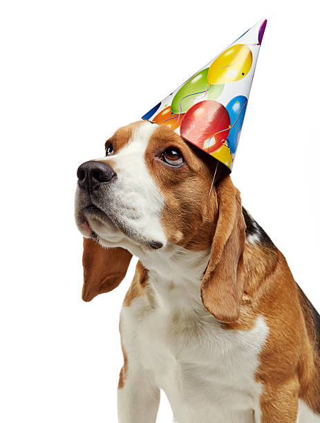 istock portrait of young beagle dog 507154472