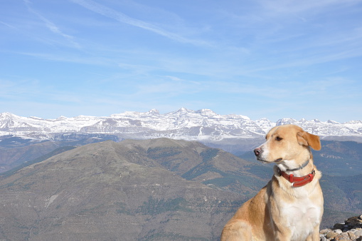 Dog in the foreground with the background of the Pyrenees