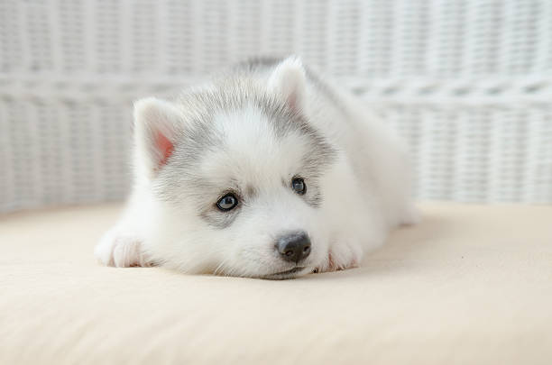 istock Cute puppy siberian husky 507155433
