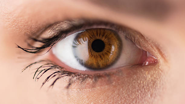ojos cafés de acercamiento - sensory perception eyeball human eye eyesight fotografías e imágenes de stock