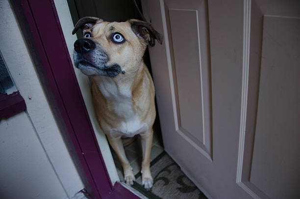 istock Dog in Doorway 507156508