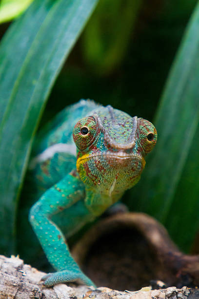istock Cameleon of Madagascar 507156644