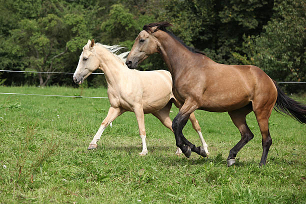 Two palomino horses running stock photo