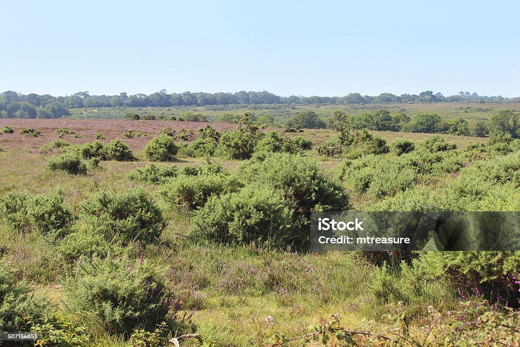 Heathland with flowering heathers (ericas) and gorse bushes, New-Forest Photo showing spreading heathland in the summer, with pink flowers of heather (ericas) and prickly green bushes of gorse.  The land is part of the New Forest (Hampshire, England) and is home to many hundreds of wild ponies and cattle, which roam around freely. Blue Stock Photo