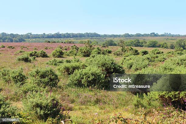 Heathland With Flowering Heathers And Gorse Bushes Newforest Stock Photo - Download Image Now