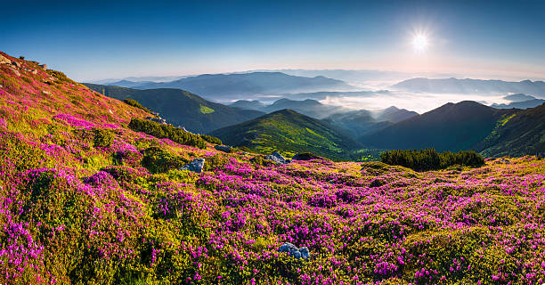 istock Summer morning panorama of Carpathian mountains. 507157050
