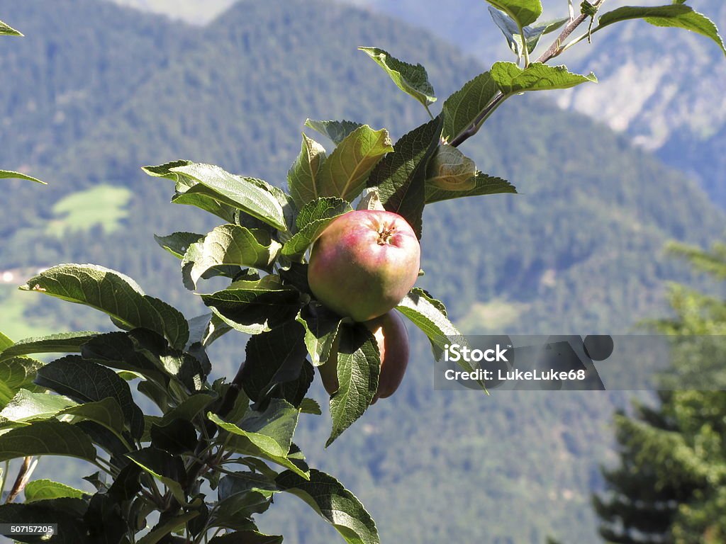 Red apples on tree branches with mountain background Agriculture Stock Photo