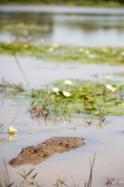 istock Crocodile in the waters of a lake 507157291