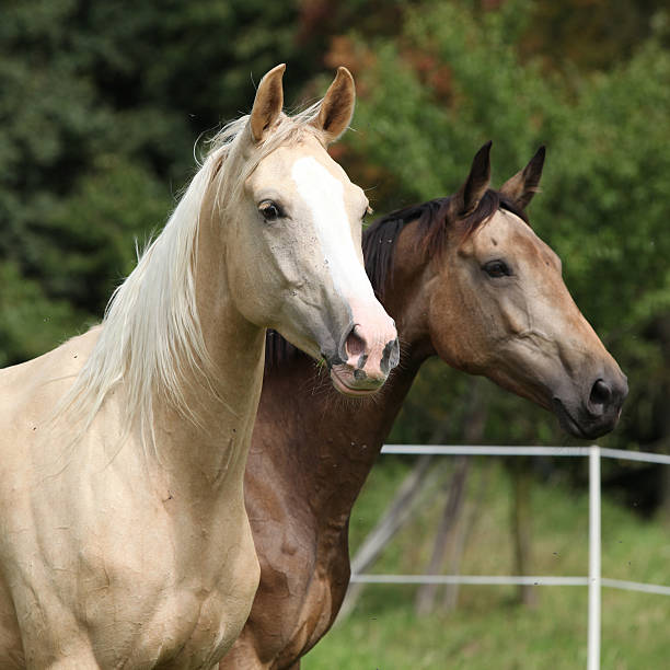 istock Two palomino horses running 507157427