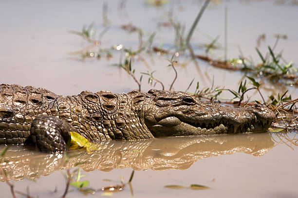 istock Crocodile in the waters of a lake 507157947
