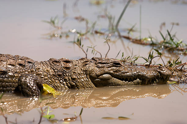 istock Crocodile in the waters of a lake 507157949