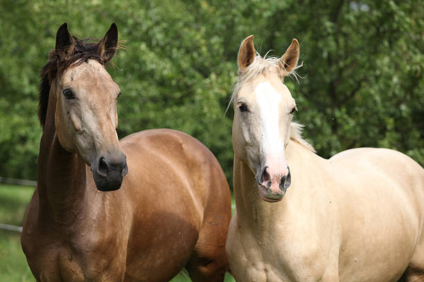 istock Two palomino horses running 507158197