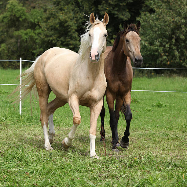 istock Two palomino horses running 507158199