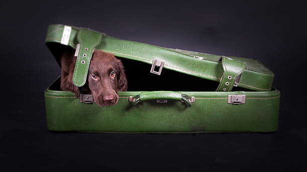 istock Puppy goes on holiday 507158237