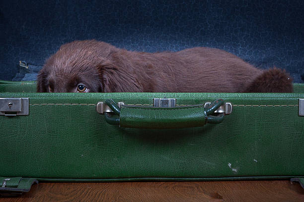istock Puppy goes on holiday 507158239