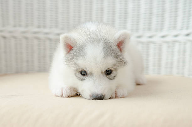 istock Cute puppy siberian husky 507158559