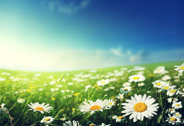 istock field of daisy flowers 507159111