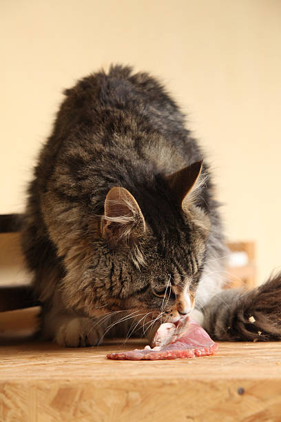 istock Beautiful cat eating fresh meat 507159181