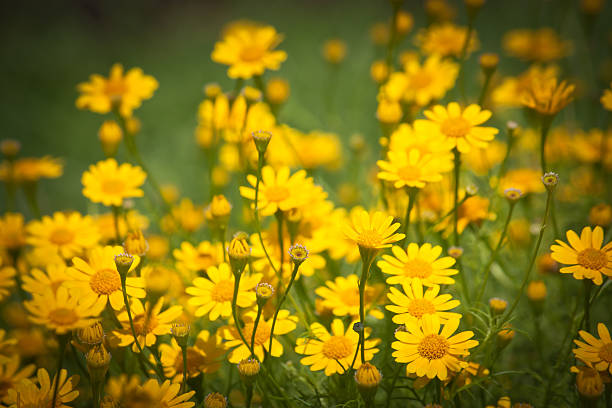 istock Little yellow star flowers 507159229