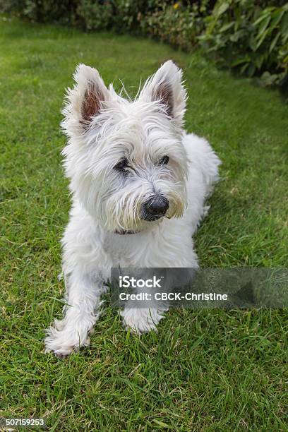 West Highland Terrier Acostado Foto de stock y más banco de imágenes de Acostado - Acostado, Aire libre, Alerta