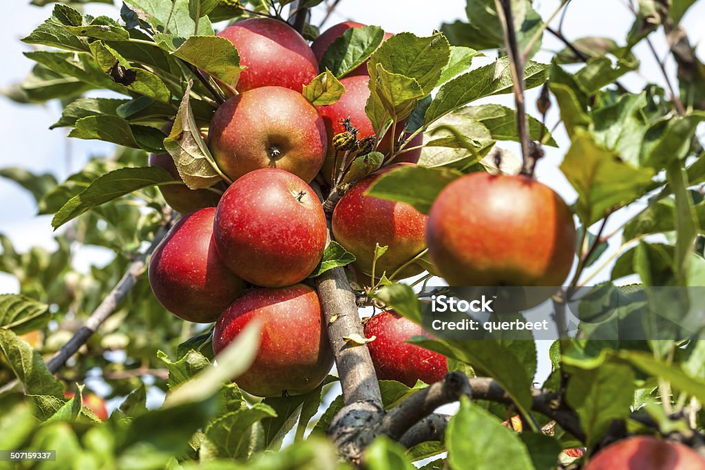 Apple Tree - Lizenzfrei Agrarbetrieb Stock-Foto