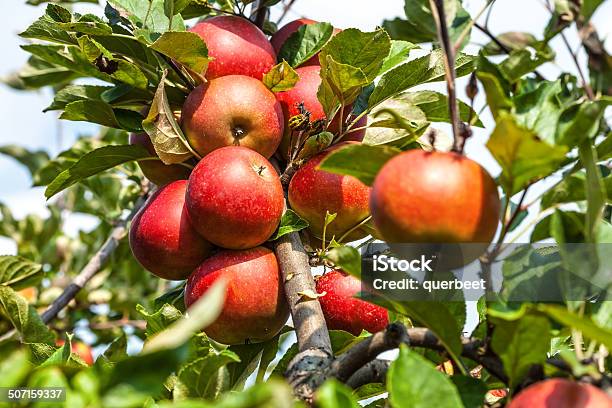 Apple Tree Stockfoto und mehr Bilder von Agrarbetrieb - Agrarbetrieb, Apfel, Apfelbaum