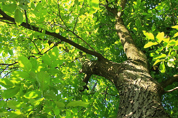 istock Beautiful tree with green leaves 507159863