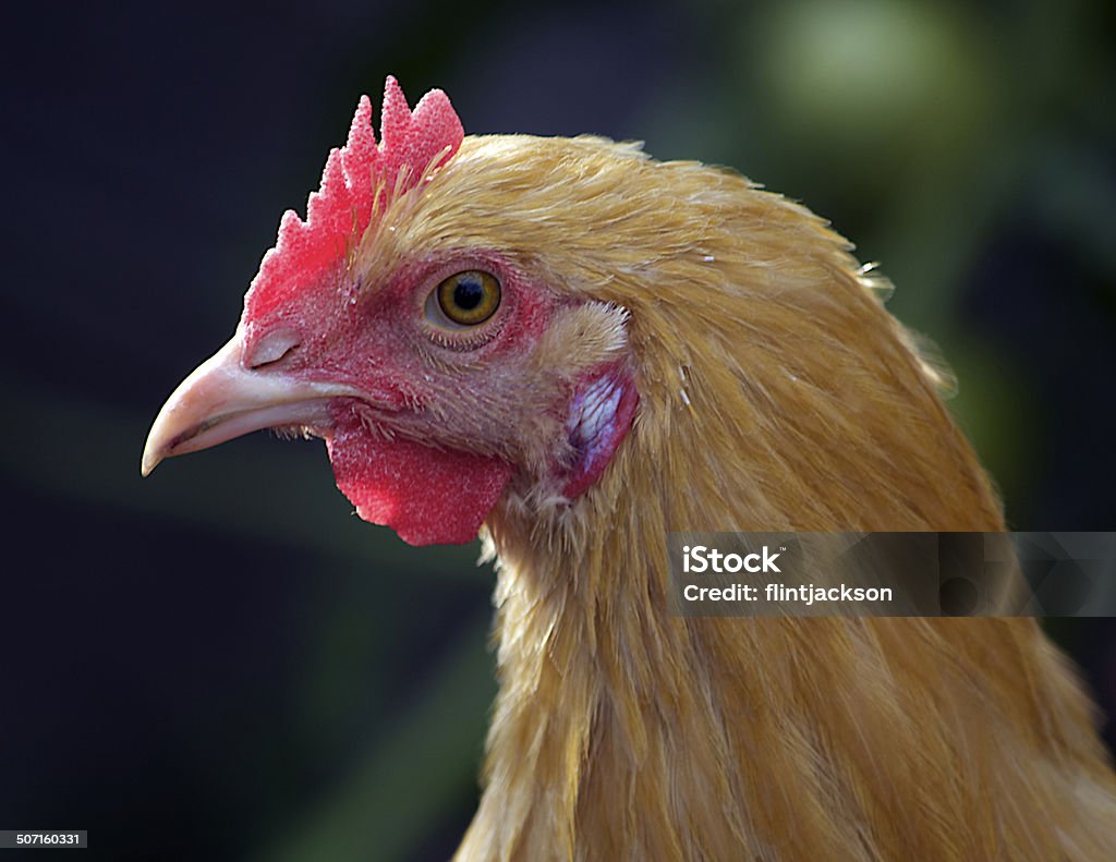 Pollo - Foto de stock de Aire libre libre de derechos