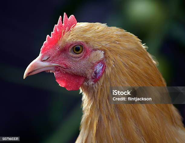 Pollo Foto de stock y más banco de imágenes de Aire libre - Aire libre, Alimento, Animal hembra