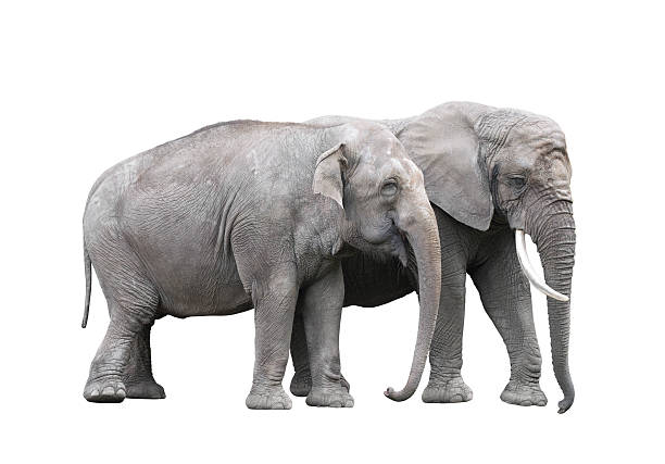 istock Pair of elephants isolated on white with clipping path 507160775