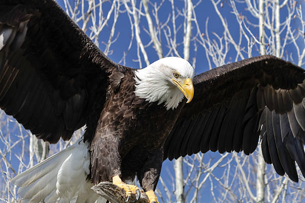 wkrótce eagle - white headed eagle zdjęcia i obrazy z banku zdjęć